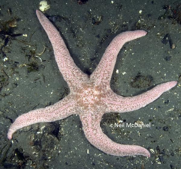 Photo of Pisaster brevispinus by <a href="http://www.seastarsofthepacificnorthwest.info/">Neil McDaniel</a>